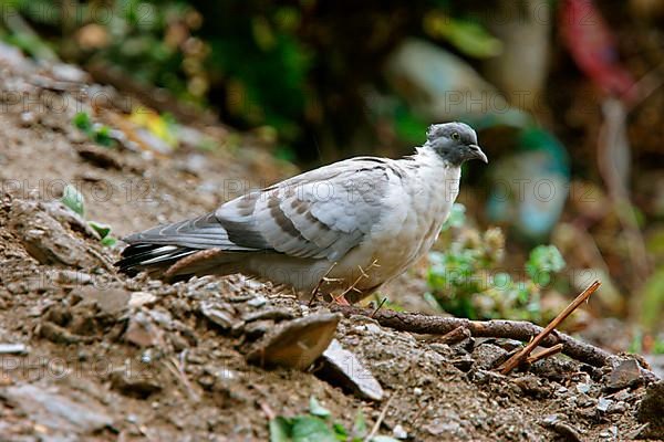 Snow Pigeon