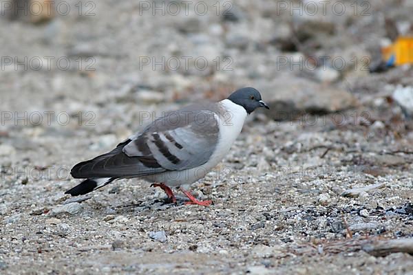 Snow Pigeon