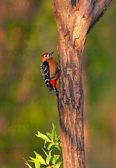 Rufous-bellied Woodpecker