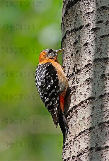 Rufous-bellied Woodpecker