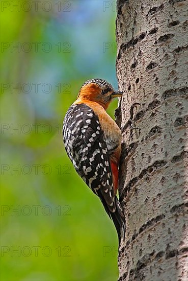 Rufous-bellied Woodpecker