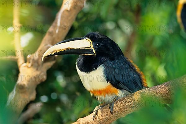 Black-necked aracari