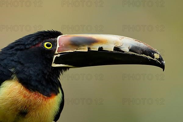 Collared aracari