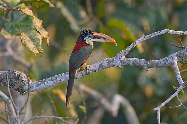 Adult curly-haired curl-crested aracari