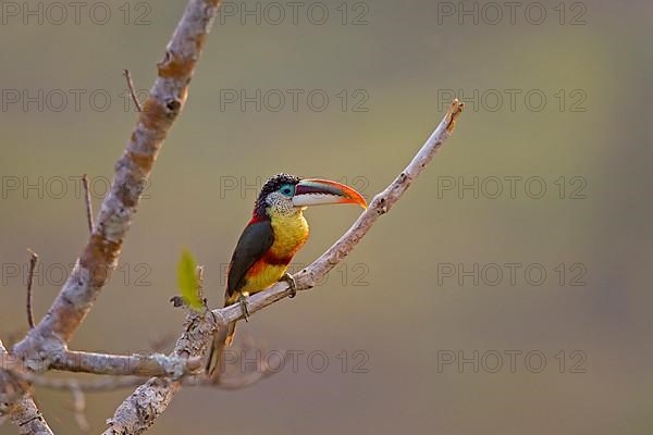 Adult curly-haired curl-crested aracari