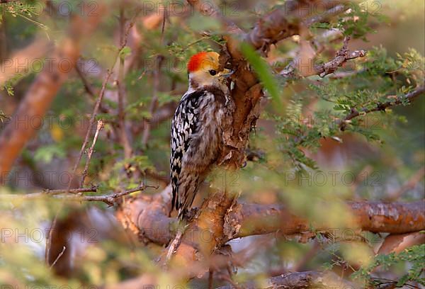 Yellow-crowned Woodpecker