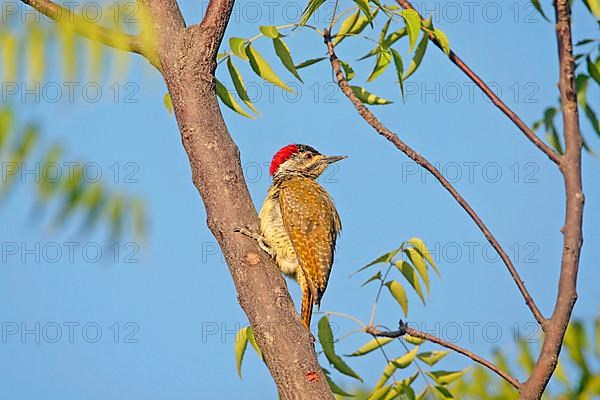 Fine-spotted Woodpecker