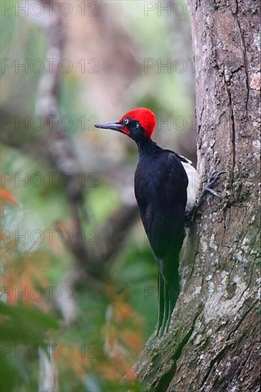 White-bellied Woodpecker