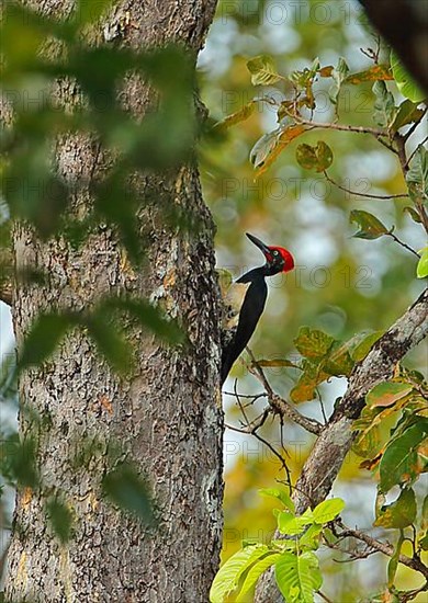 White-bellied Woodpecker