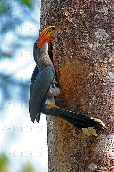 Malabar Grey Hornbill