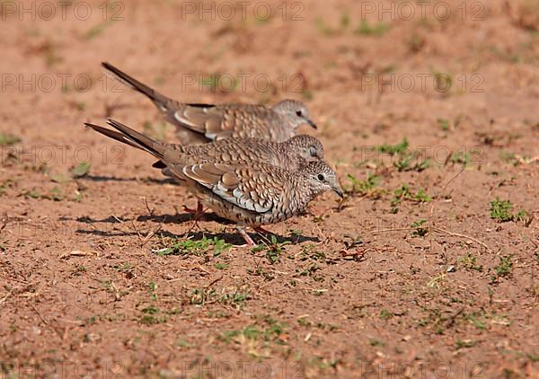 Scaled Dove