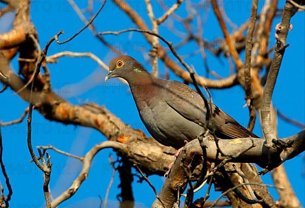 Yellow-eyed Dove