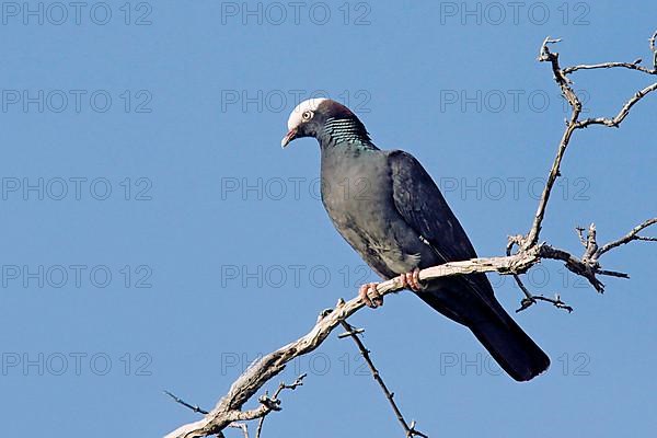 White-headed Pigeon