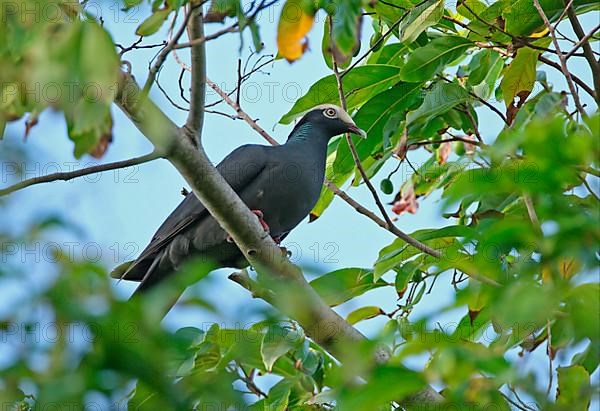 White-crowned pigeon