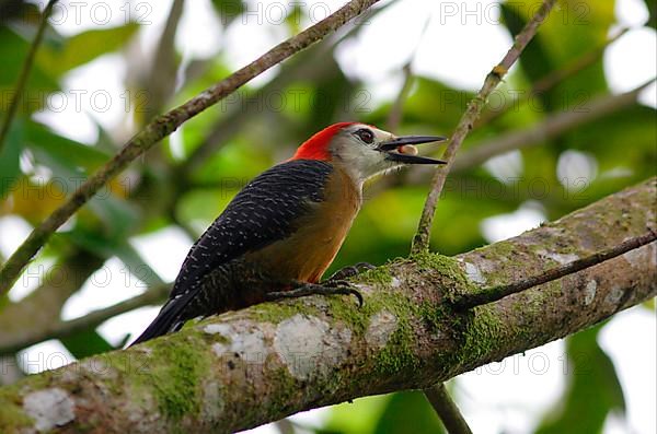 Jamaican woodpecker