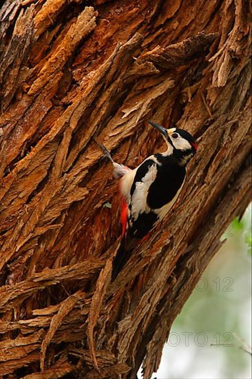 White-winged Woodpecker