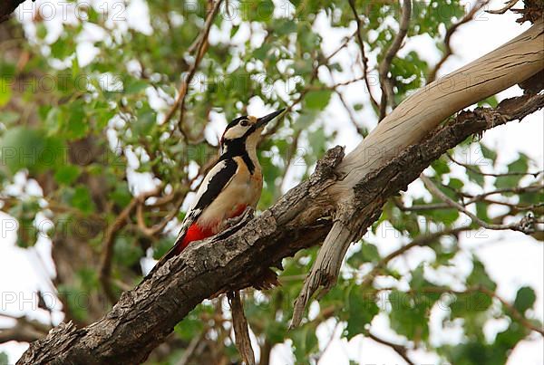 White-winged Woodpecker