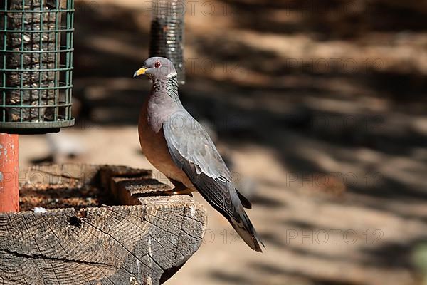 Scaly-necked Pigeon