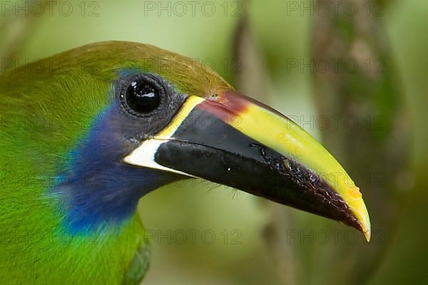 Blue-throated Aracarius