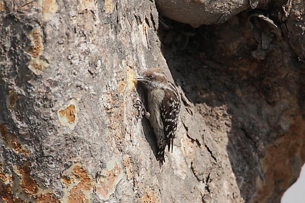 Brown-capped Woodpecker