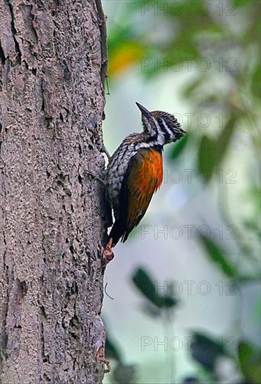 Himalayan flameback