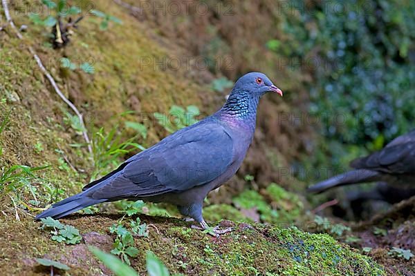 Bolle's pigeon