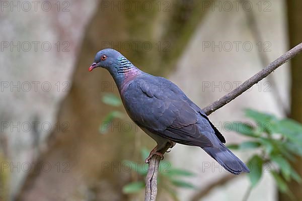 Bolle's pigeon