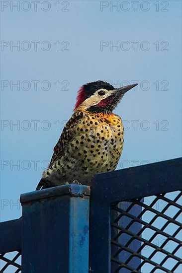 Green-barred Woodpecker