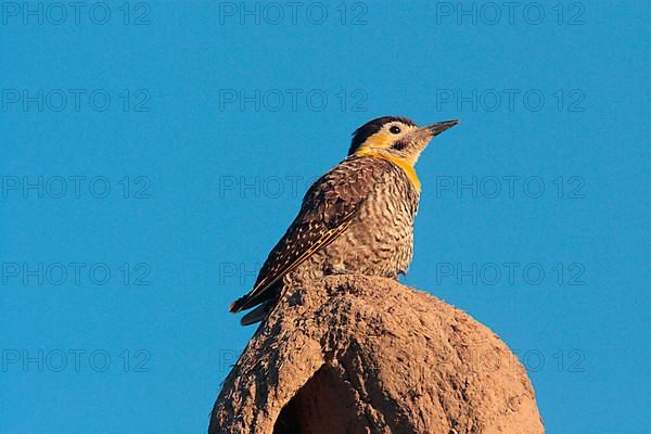 Field Flicker