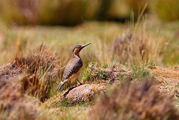 Andean andean flicker