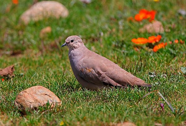 Golden-spotted golden-spotted ground dove