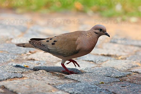 Eared dove