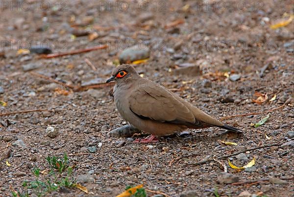 Bare-eyed moreno's ground dove