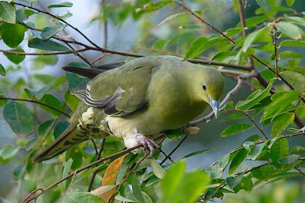 White-bellied green pigeon