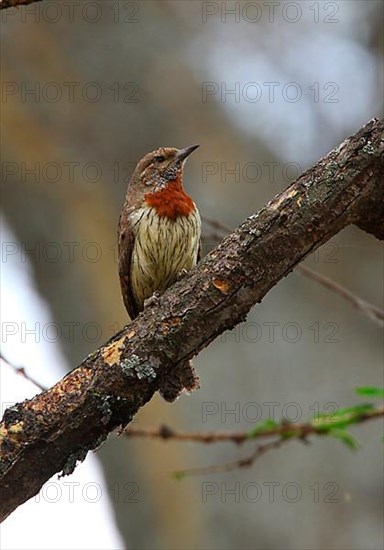 Rufous-necked Wryneck