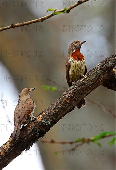 Rufous-necked Wryneck