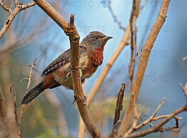 Rufous-necked Wryneck