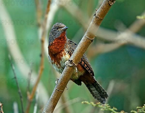 Rufous-necked Wryneck