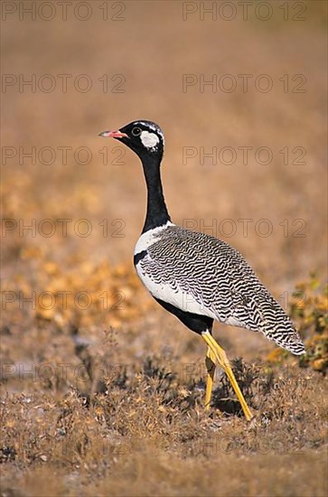 Bustard