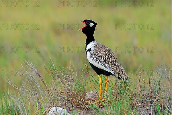 Cackling Bustard