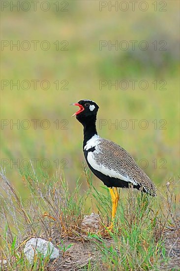 Cackling Bustard