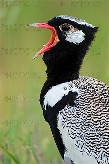 Cackling Bustard