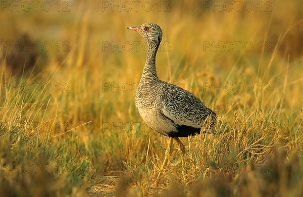 Northern Black Bustard