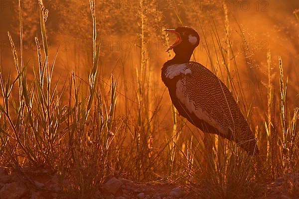 Northern Black Bustard