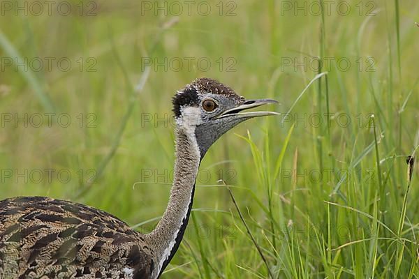 Black-bellied Bustard