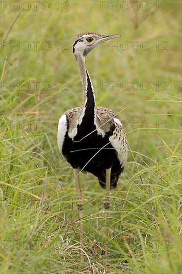 Black-bellied Bustard