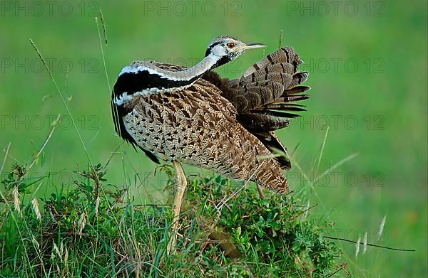 Black-bellied Bustard