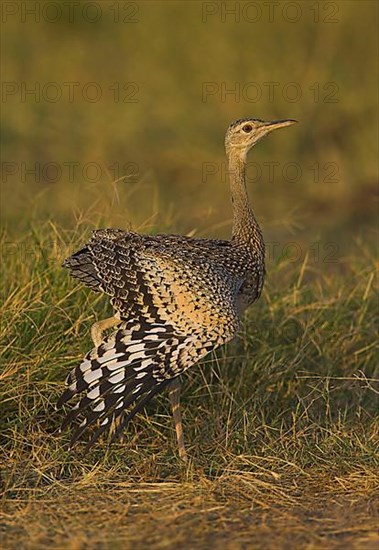 Black-bellied Bustard