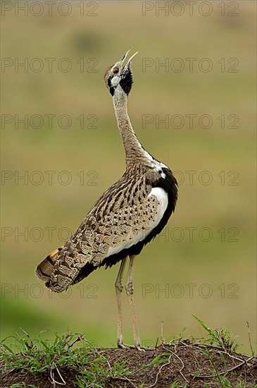 Black-bellied Bustard