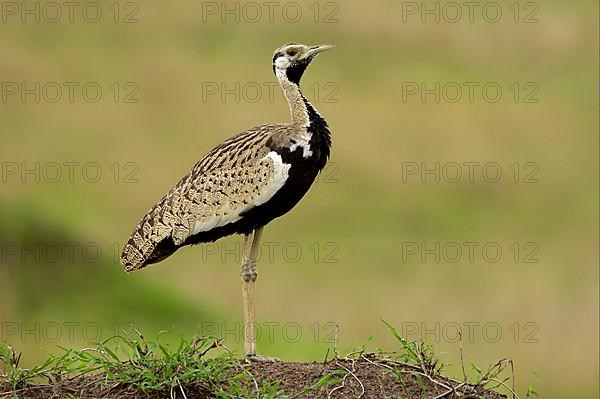 Black-bellied Bustard